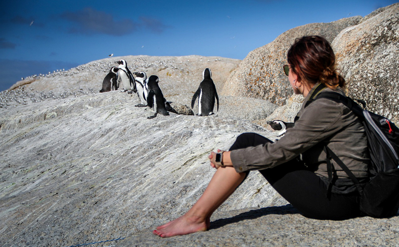 Pinguins na Cidade do Cabo