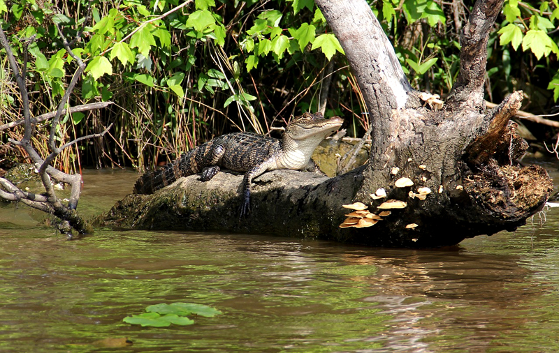 Turismo de Aventura no Pantanal