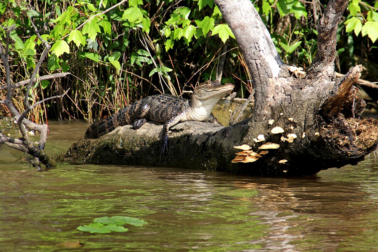 Pantanal: o paraíso da vida selvagem